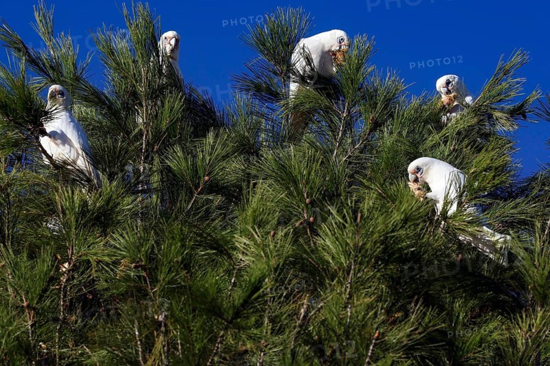 A group of nasal cockatoos sit on a tree under clear skies in Emu Bay, Kangaroo Island, South Australia, Australia