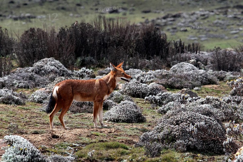An Ethiopian wolf looks at the landscape with grassy and rocky areas, Bale Mountains, Sanetti Plateau, Ethiopia