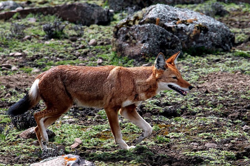 An Ethiopian wolf in motion surrounded by rocks and vegetation on the plateau, Bale Mountains, Sanetti Plateau, Ethiopia