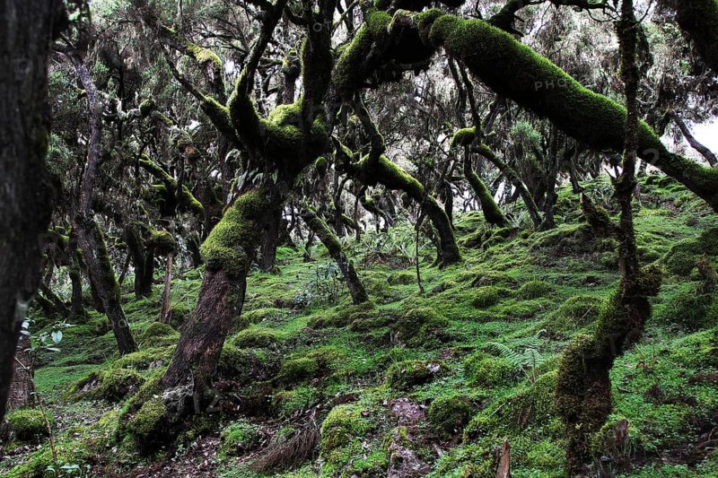 A densely overgrown forest floor with lush moss in the Harenna Forest of the Bale Mountains, Bale Mountains, Ethiopia