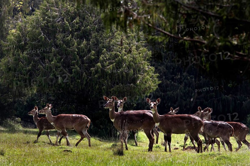 A group of mountain nyalas hikes through the forest canopy in the Bale Mountains, Bale Mountains, Ethiopia