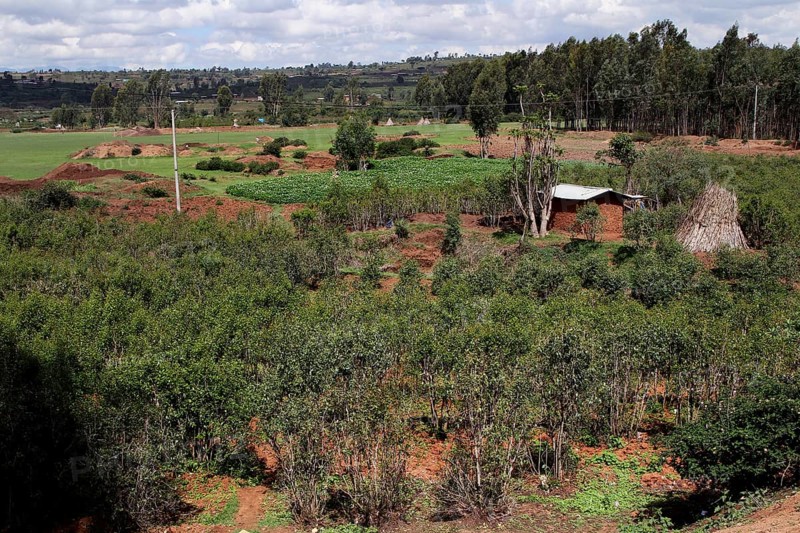 Khat fields stretch across a vast, green landscape, Awaday, Ethiopia