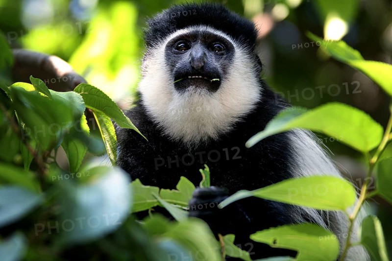 Close-up of a Columbus monkey in its natural environment, Awassa, Sidama, Ethiopia