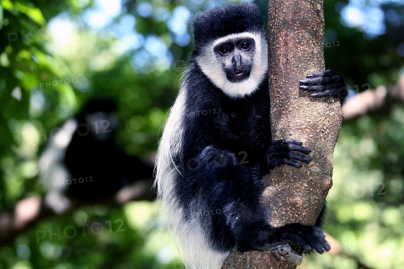 Columbus monkeys climb a tree surrounded by green foliage, Awassa, Sidama, Ethiopia