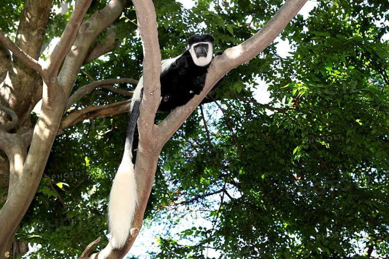 Colobus monkey resting on a branch high up in a densely wooded area, Awassa, Ethiopia