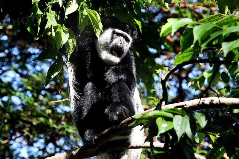 Colobus monkey sitting on a branch in the forest with thick green leaves, Awassa, Ethiopia