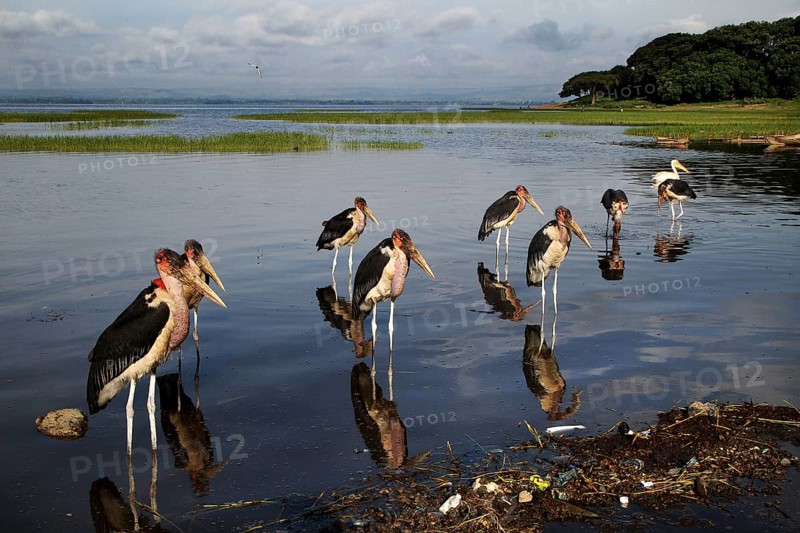 Several maraboos stand in the water of a lake surrounded by nature, Awassa, Ethiopia