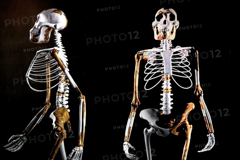 Skeleton of Lucy in the National Museum of Addis Ababa in an exhibition, Addis Ababa, Ethiopia