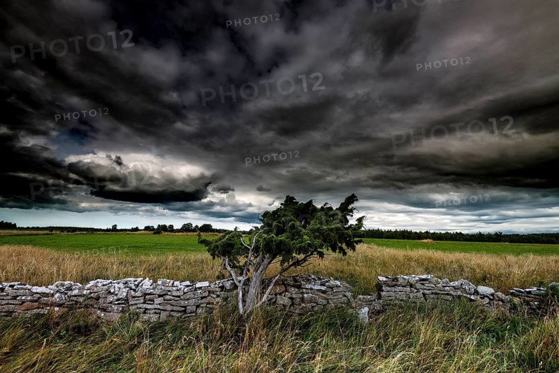 Lonely landscape with stone wall and special tree in Vilsandi National Park, Vilsandi National Park, Saarema, Estonia