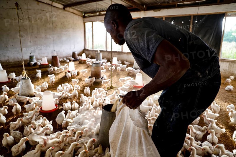 Man feeds chickens in a stable at the rehabilitation center, Nongotanakaha, zero, Côte d'Ivoire