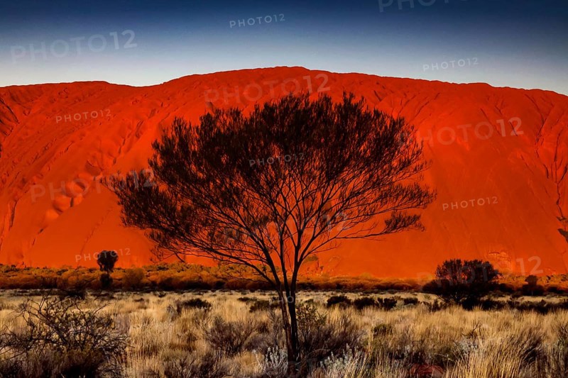 Uluru with tree in the foreground, in the warm light of the outback, Uluru, Northern Territory, Australia