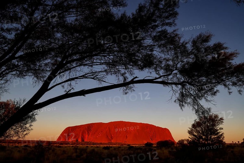 Uluru in the evening light, framed by thick tree branches, Uluru, Northern Territory, Australia