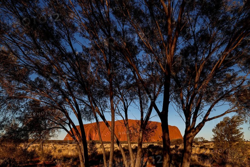 Uluru seen through the frame of trees in the evening light, Uluru, Northern Territory, Australia