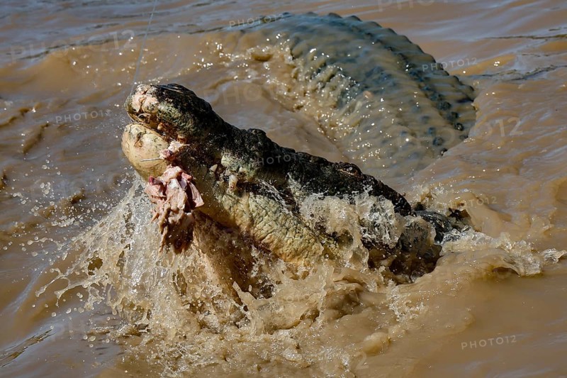 Groin crocodile snaps for prey in Adelaide River, Adelaide River, Northern Territory, Australia