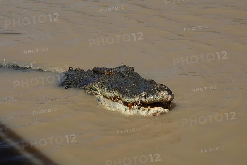 Saltwater crocodile swims in the still water of the Adelaide River, Adelaide River, Northern Territory, Australia