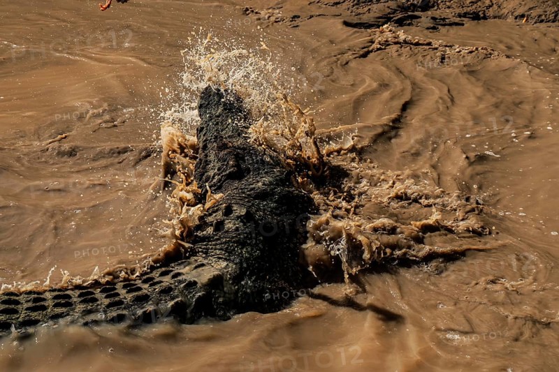 Saltwater crocodile glides through the splashing water of the Adelaide River, Adelaide River, Northern Territory, Australia