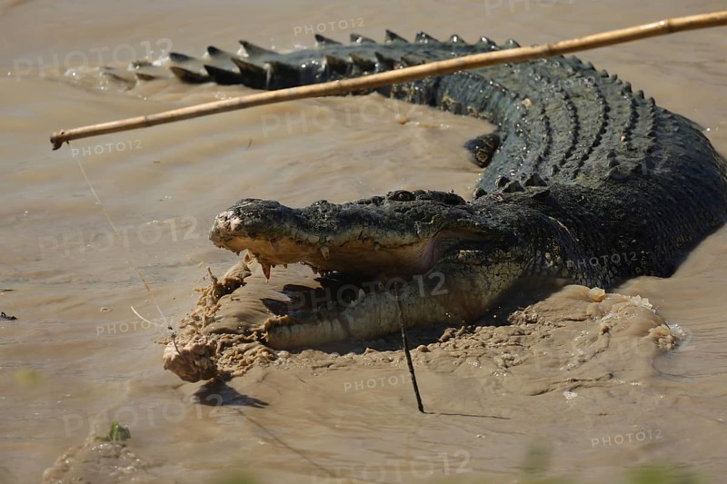 A groin crocodile in the muddy water of the Adelaide River, with its mouth wide open, Adelaide River, Northern Territory, Australia