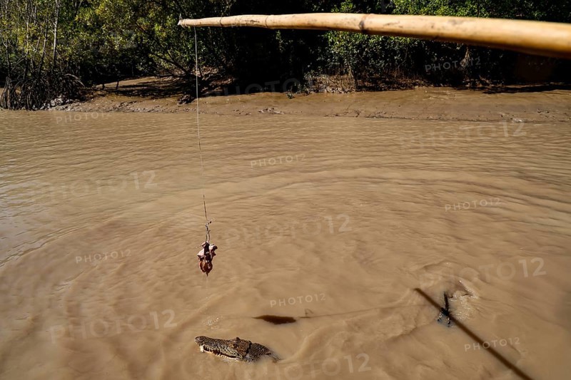 Bait hangs over water while a groin crocodile swims below, Adelaide River, Northern Territory, Australia