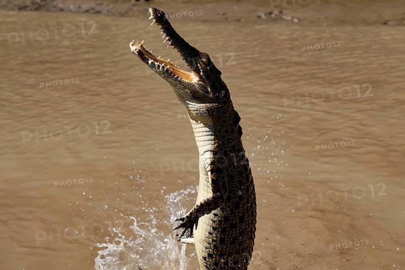 Saltwater crocodile jumps out of water. The scene shows the powerful crocodile in brown water, Adelaide River, Northern Territory, Australia