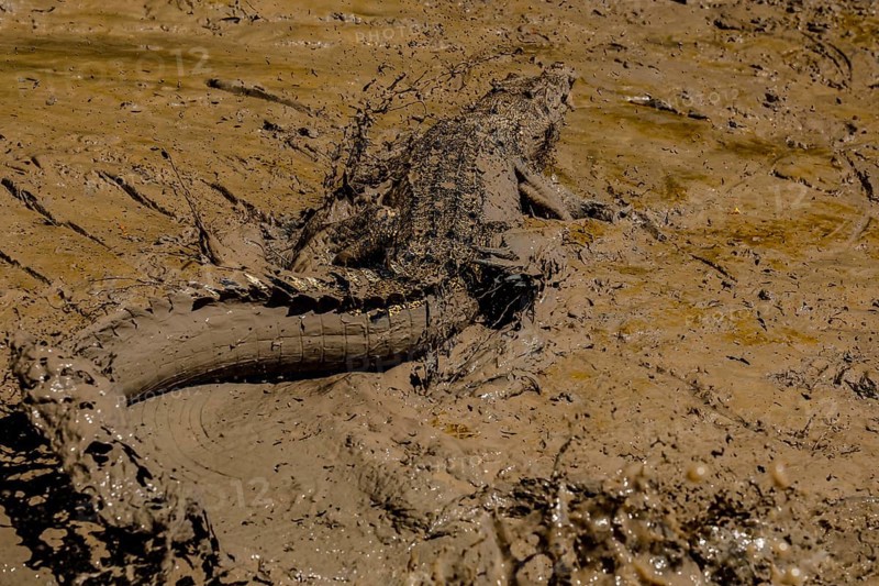 Saltwater crocodile is located on the sandy banks of the Adelaide River, Adelaide River, Northern Territory, Australia