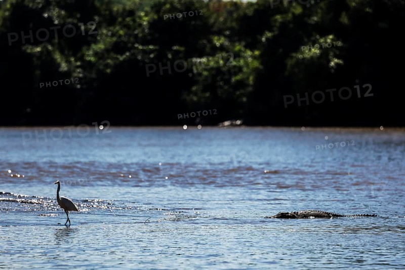 A great egret and a crocodile in the calm waters of the Adelaide River, Adelaide River, Northern Territory, Australia