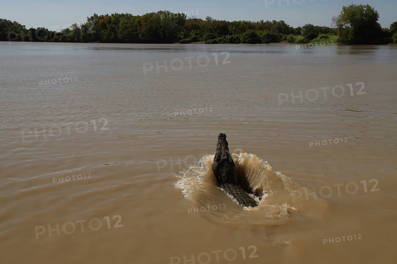 Saltwater crocodile emerges from brown river water in Adelaide River, Adelaide River, Northern Territory, Australia