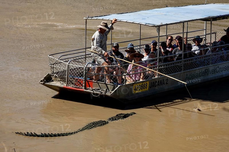 Boat trip on the Adelaide River with a crocodile swimming nearby, Adelaide River, Northern Territory, Australia
