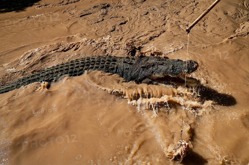 Groin crocodile swims in muddy water of Adelaide River, Adelaide River, Northern Territory, Australia