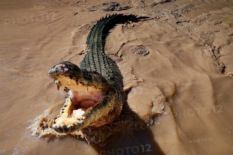 Saltwater crocodile in Adelaide River with open mouth in muddy water, Adelaide River, Northern Territory, Australia
