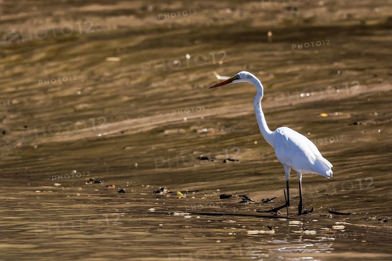 A great egret stands in calm water on the banks of the Adelaide River, Adelaide River, Northern Territory, Australia