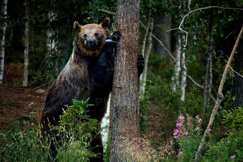 Brown bear in Kuusamo forest leaning close to a tree, Kuusamo, Finland