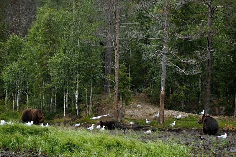 Two bears and seagulls in Kuusamo forest, quiet scene, Kuusamo, Finland