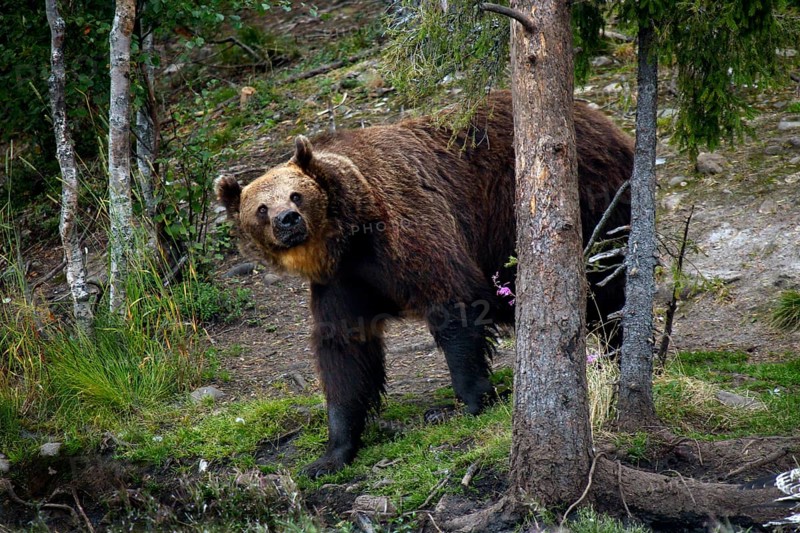 Brown bear leaning against tree surrounded by forest in Kuusamo, Kuusamo, Finland