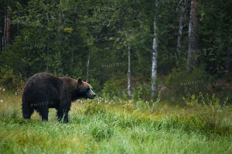 Brown bear in the green meadow of the Finnish forest, Kuusamo, Kuusamo, Finland