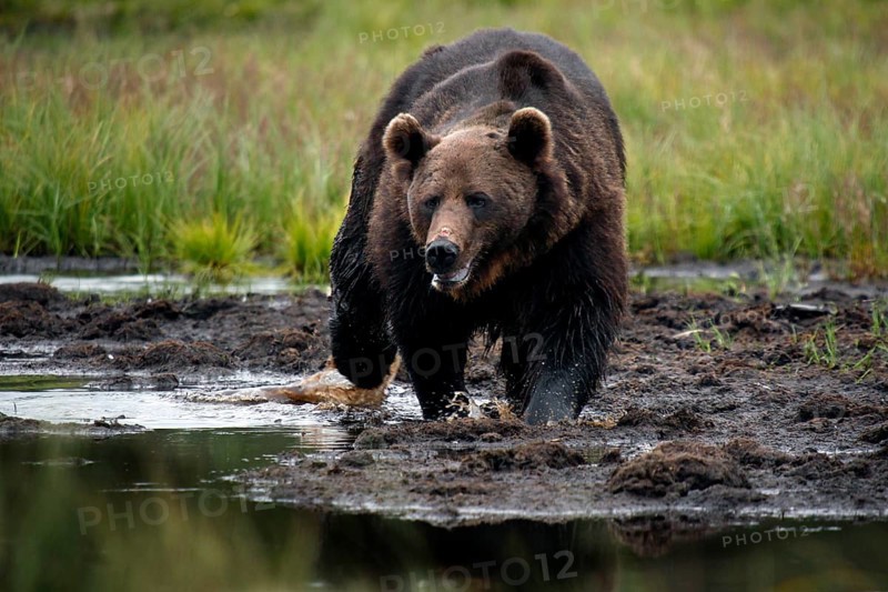 Brown bear moves along the water shore in Kuusamo, Kuusamo, Finland