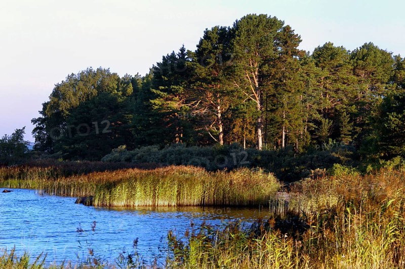 Quiet stretch of coast with lush vegetation and clear water, Käringsund, Åland, Finland