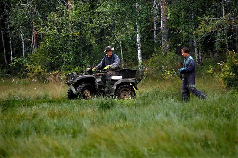 People lay out bait in Kuusamo forest for bear watching, Kuusamo, Finland, Finland