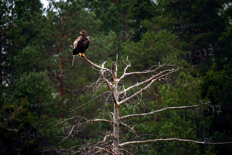An eagle sits on a tree in the forest in Kuusamo, Finland, Kuusamo, Finland, Finland