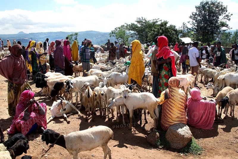 Dense cattle market with goats and eager traders in colorful clothes, Babile, Ethiopia