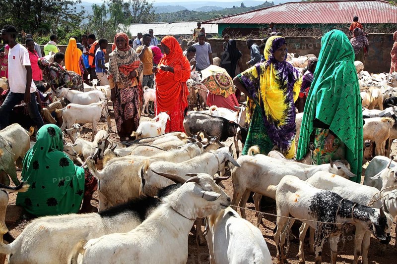 Lively cattle market with lots of people and goats, trade events, Babile, Ethiopia