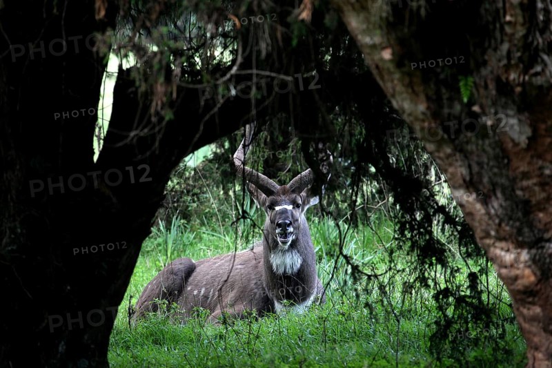 A mountain nyala rests in the shade of a tree in the Bale Mountains, Bale Mountains, Ethiopia