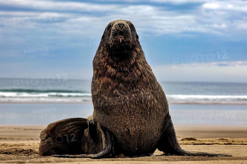 A sea lion sits on Cannibal Bay beach with sea calm in the background, Cannibal Bay, Otago, New Zealand