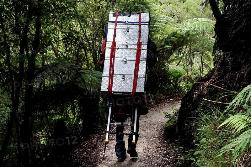 Hiker carries luggage through thick forest on the Abel Tasman Coast Track, Abel Tasman National Park, New Zealand