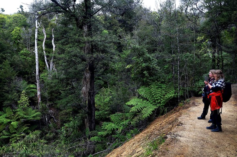 People on the Abel Tasman track through a green forest, zero