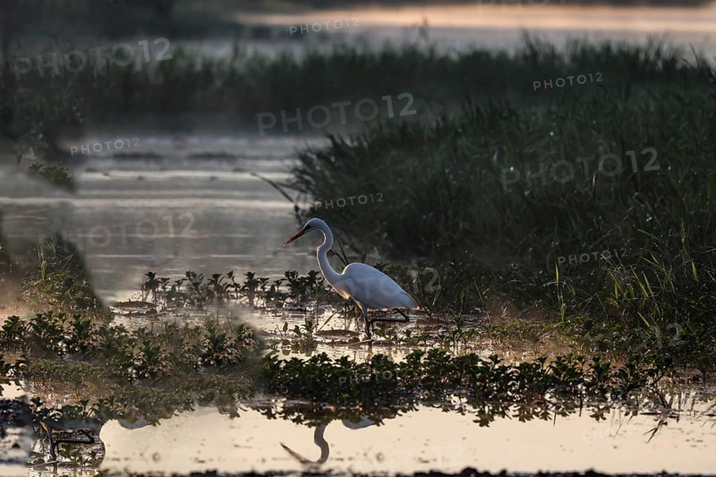 A great egret stands in the shimmering water of Kakadu National Park at dawn, Kakadu National Park, Northern Territory, Australia
