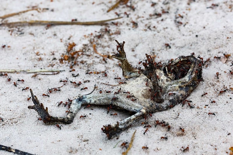 Mummified toad on sandy soil in Bungle Bungle, Purnululu surrounded by insects, Purnululu National Park, Western Australia, Australia