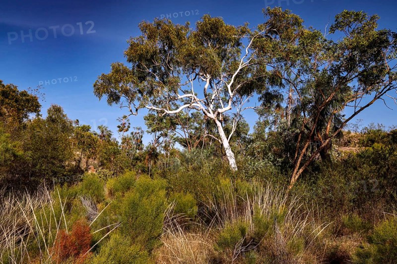 Lively tree stands amidst grass and bushes under clear skies in Nitmiluk National Park, Nitmiluk National Park, Northern Territory, Australia