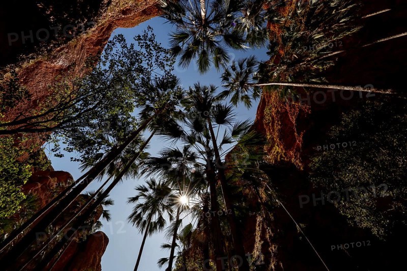 Shrimp palms stretch to the sky in the dramatic Echidna Chasm, Purnululu National Park, Western Australia, Australia