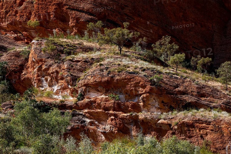 Red rock wall with sparse vegetation in Echidna Chasm Trail, Bungle Bungle, Purnululu National Park, Western Australia, Australia