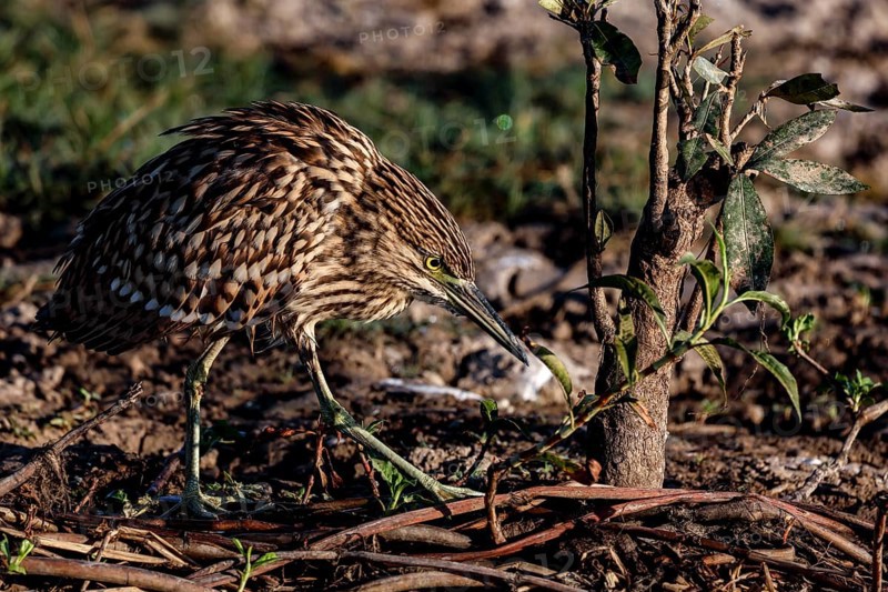 A night heron in the thick undergrowth of Kakadu National Park, Australia, Kakadu National Park, Northern Territory, Australia